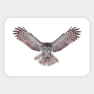 Power - Great Grey Owl Sticker